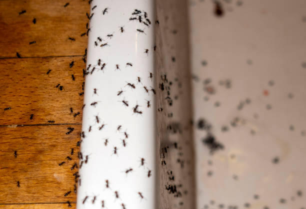 Best Affordable Pest Control Services  in Mcadenville, NC