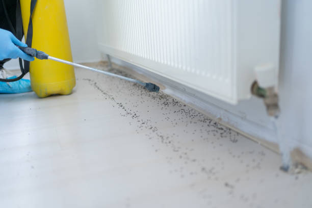 Flea Control Services in Mcadenville, NC