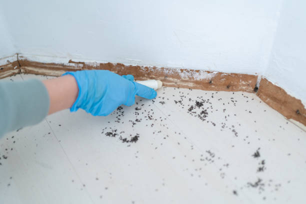 Best Bed Bug Extermination  in Mcadenville, NC